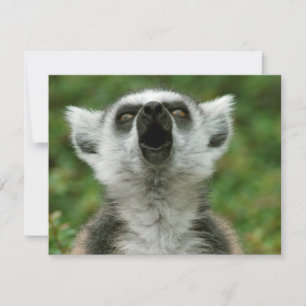Ring-Tail Lemur