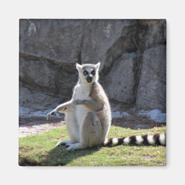 Ring-Tail Lemur Magnet (Vorne)
