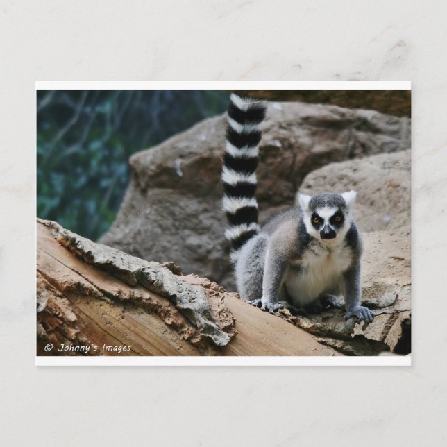 RIng Tail Lemur Postkarte (Vorderseite)