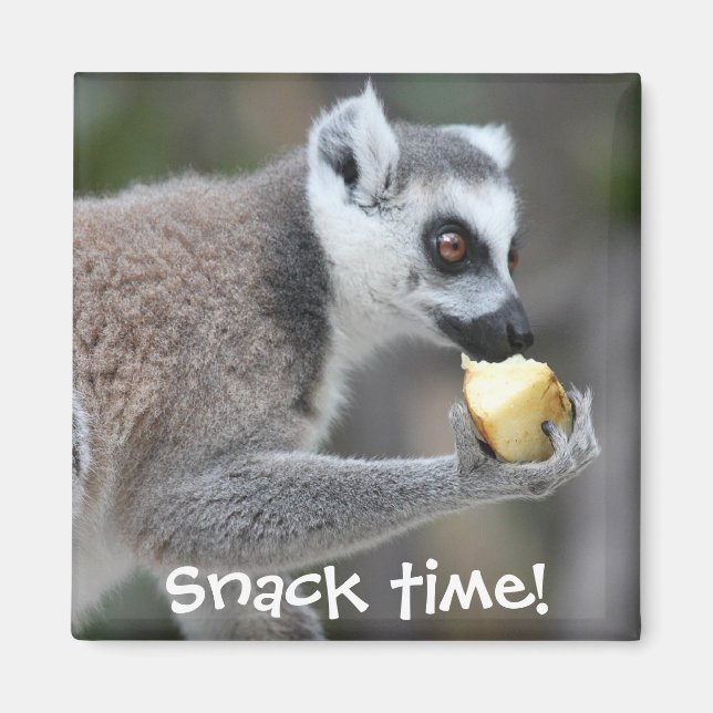 Ring-Tail Lemur - Snack Time! Magnet (Vorne)