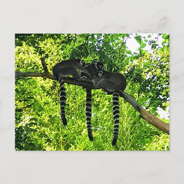 Ring-tails Lemur #3 Postkarte (Vorderseite)
