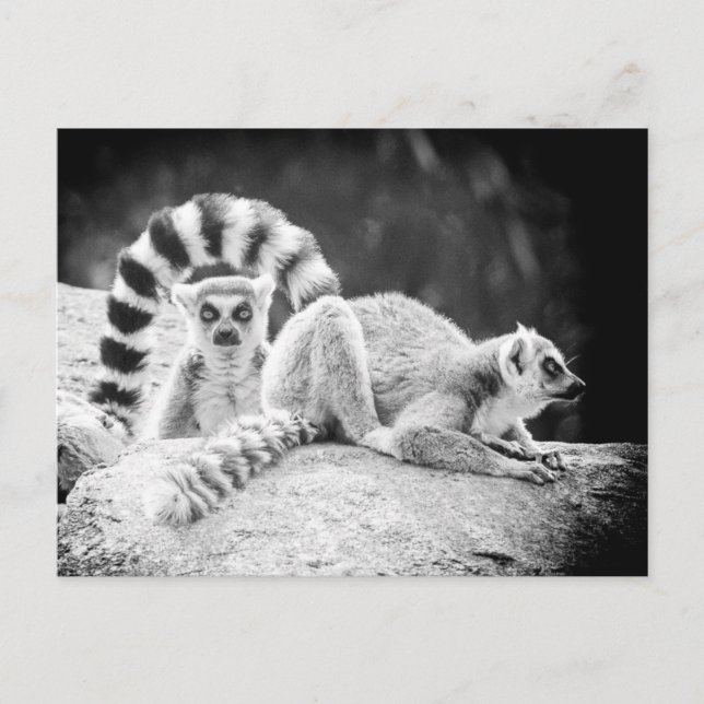 Ring-Tails Lemur Postkarte (Vorderseite)