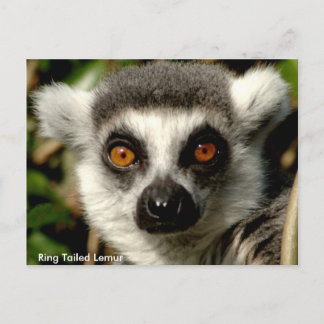Ring-Tails Lemur Postkarte