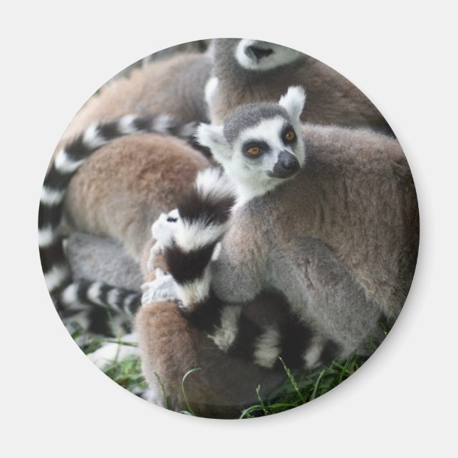 Ring Tails Lemurs Magnet (Vorne)