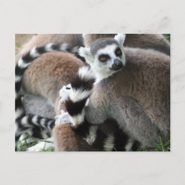 Ring Tails Lemurs Postkarte (Vorderseite)
