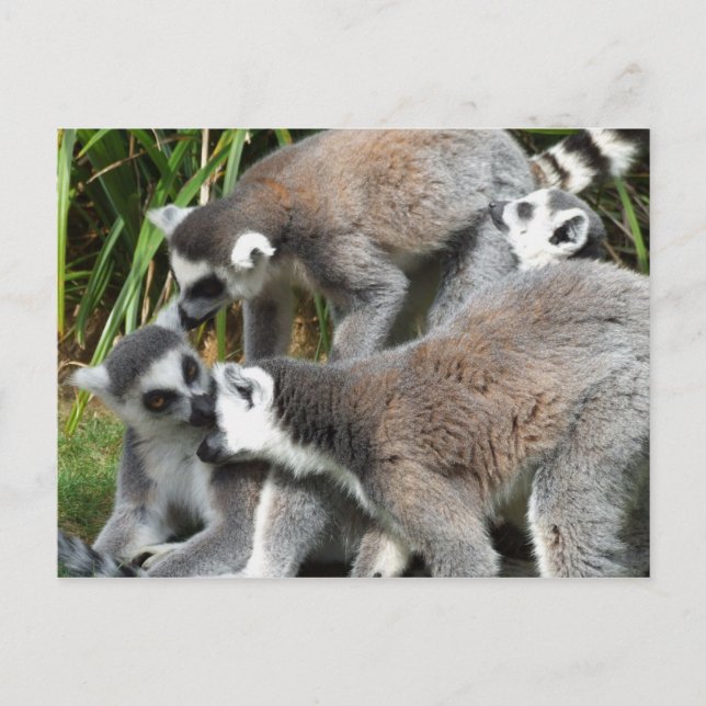 Ring Tails Lemurs Postkarte (Vorderseite)