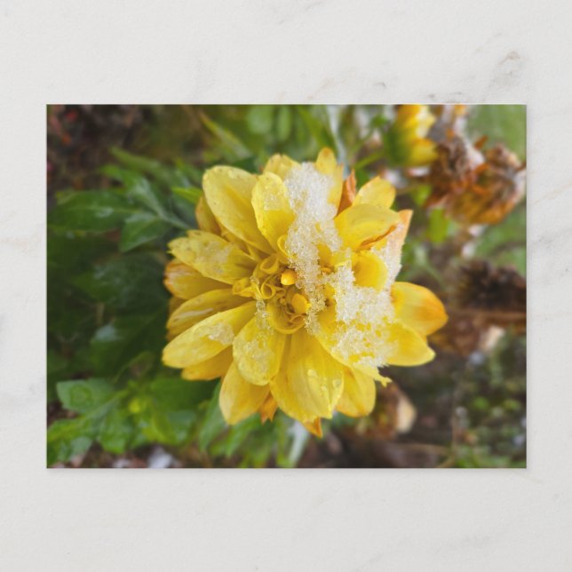 Ringelblume im Schnee Postkarte (Vorderseite)