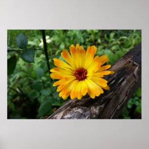 Ringelblume im Wald Poster