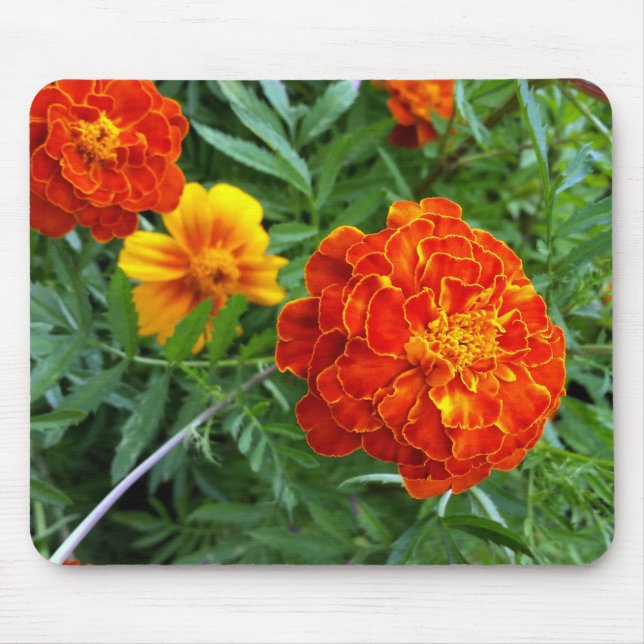 Ringelblume in der Sonne Mousepad (Vorne)