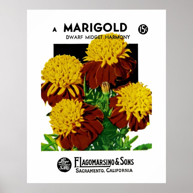 Ringelblume Poster (Vorne)