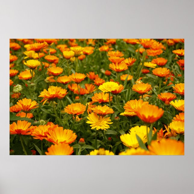 Ringelblume Poster (Vorne)