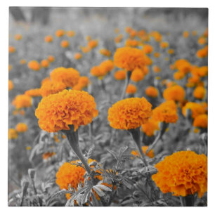 Ringelblumen-Blumen Fliese