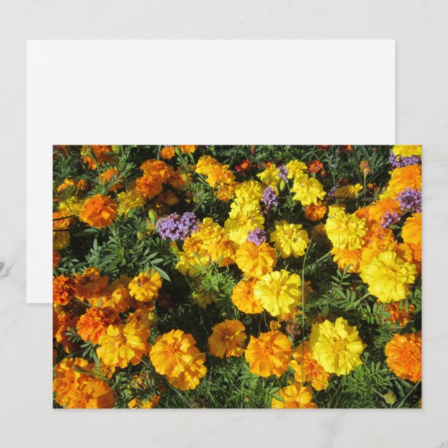 Ringelblumen Feiertagskarte (Vorne/Hinten)