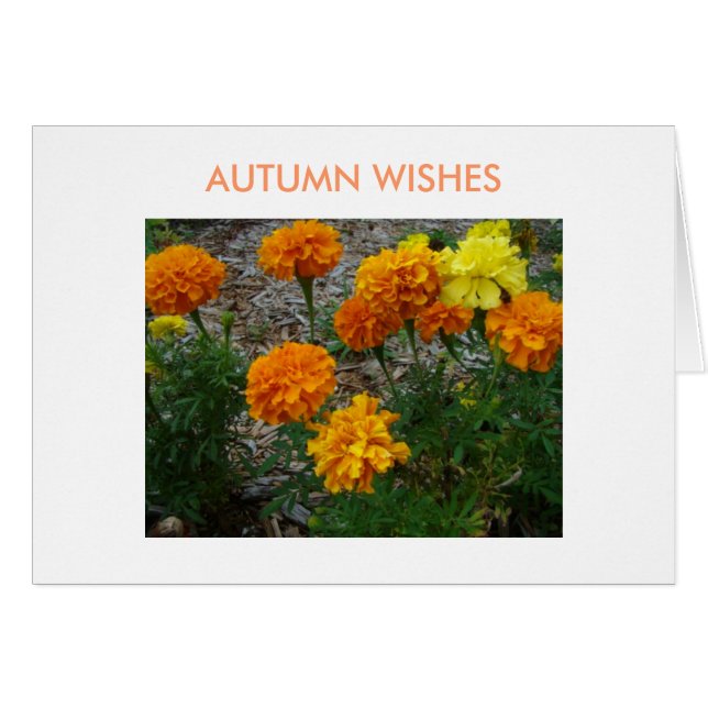 Ringelblumen, Herbst-Wünsche (Vorderseite (Horizontal))