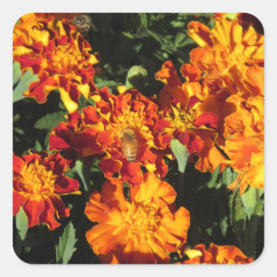 Ringelblumen mit einer Biene Quadratischer Aufkleber