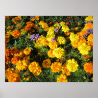 Ringelblumen