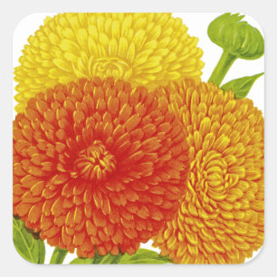 Ringelblumen-Samenpaket im Vintage-Stil Quadratischer Aufkleber