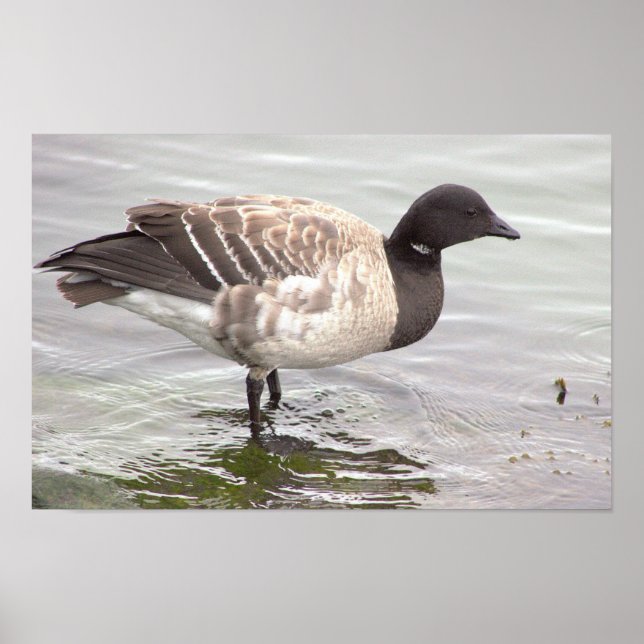 Ringelgans-Foto-Poster Poster (Vorne)