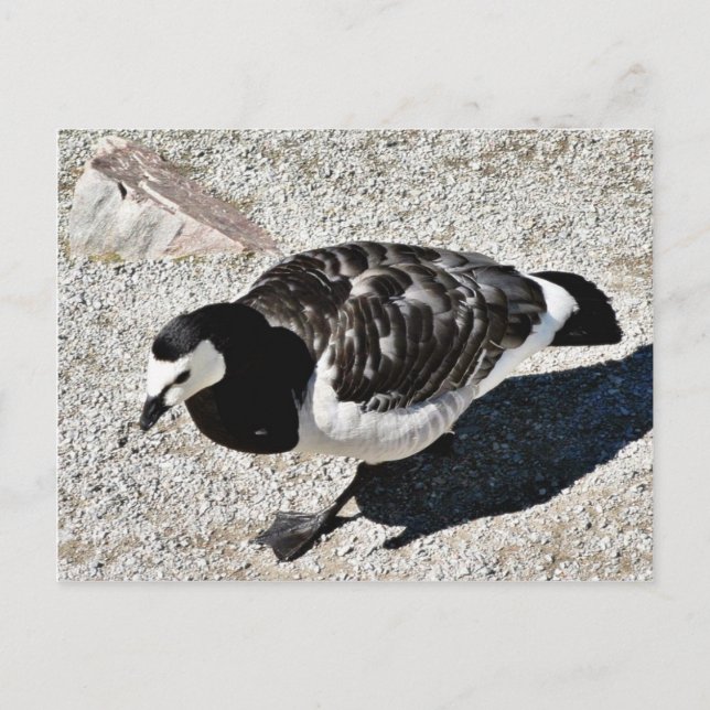 Ringelgans Tier Postkarte (Vorderseite)