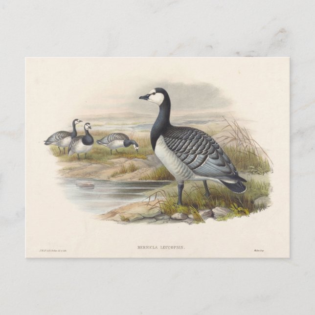 Ringelgans von Joseph Wolf Postkarte (Vorderseite)