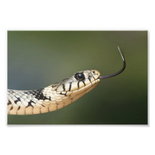 Ringelnatter Fotodruck