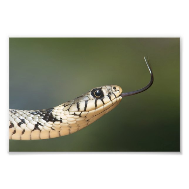 Ringelnatter Fotodruck (Vorne)