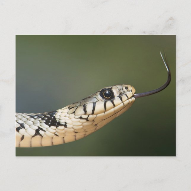 Ringelnatter Postkarte (Vorderseite)