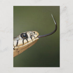 Ringelnatter Postkarte