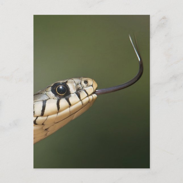 Ringelnatter Postkarte (Vorderseite)
