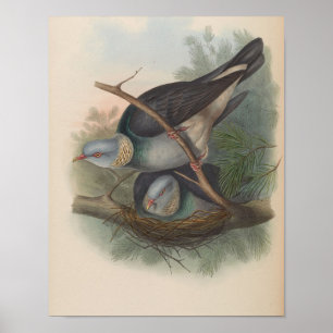 Ringeltaube von John Gould Druck Poster