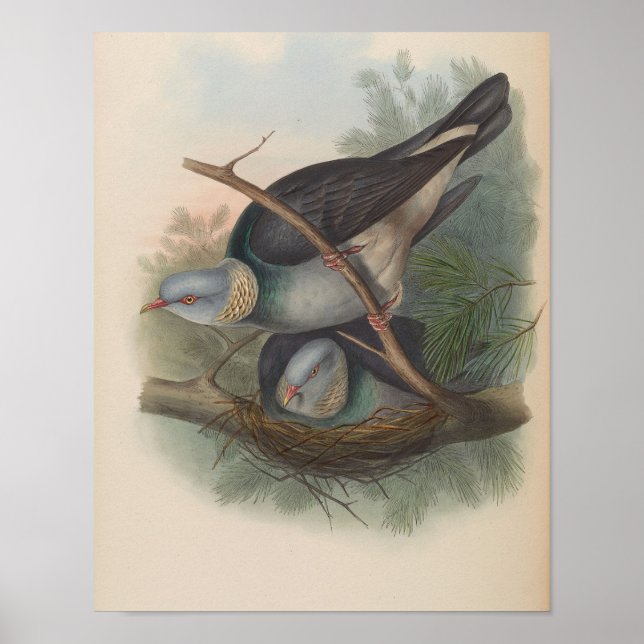 Ringeltaube von John Gould Druck Poster (Vorne)
