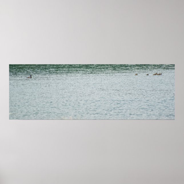 Ringhalsente Poster (Vorne)