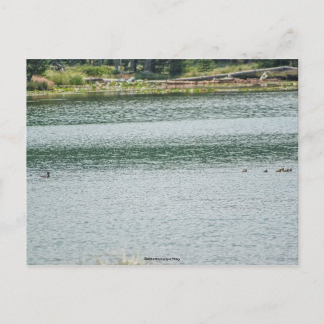 Ringhalsente Postkarte (Vorderseite)