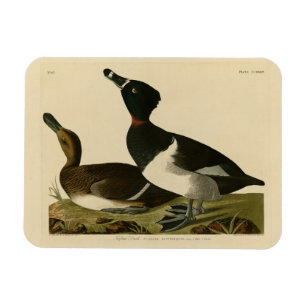 Ringhalsente von Audubons Vögeln Amerikas Magnet