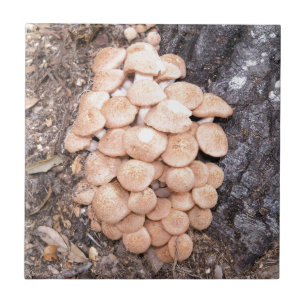 ringless Honigpilze Fliese