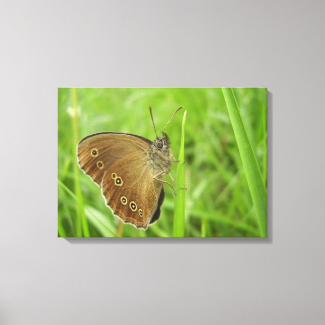 Ringlet Butterfly Canvas Print Leinwanddruck (Vorderseite)