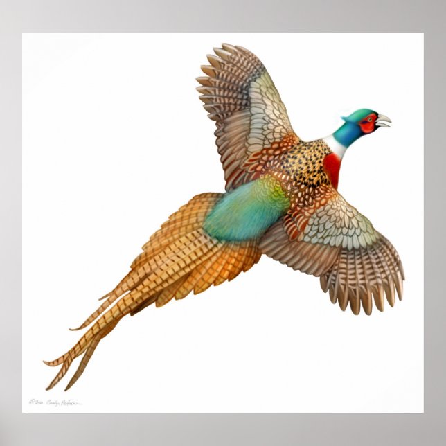 Ringneck Fasan in Flight Print Poster (Vorne)