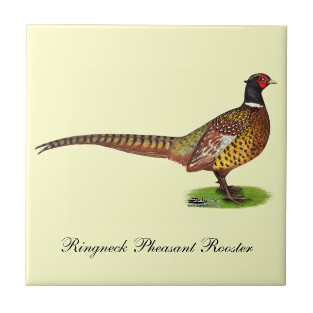 Ringneck Pheasant Rooster Fliese (Vorderseite)
