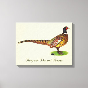 Ringneck Pheasant Rooster Leinwanddruck