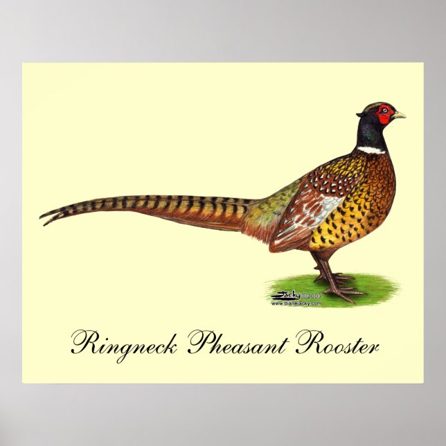 Ringneck Pheasant Rooster Poster (Vorne)
