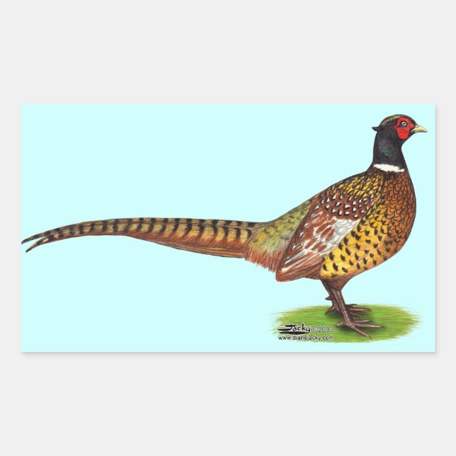 Ringneck Pheasant Rooster Rechteckiger Aufkleber (Vorderseite)