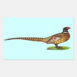 Ringneck Pheasant Rooster Rechteckiger Aufkleber