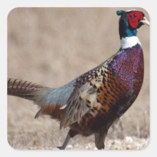 Ringnecked Fasan Quadratischer Aufkleber