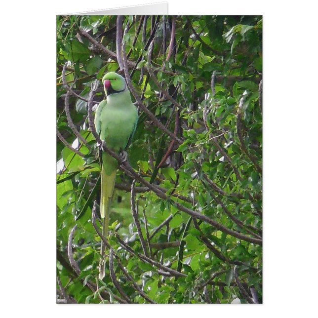 Ringneckenparakeet (Vorne)