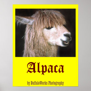 Ringo-Alpaca-Poster Poster