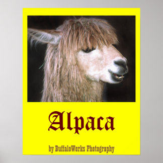 Ringo-Alpaca-Poster Poster