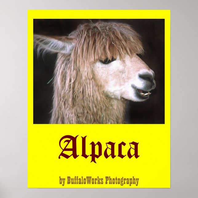 Ringo-Alpaca-Poster Poster (Vorne)