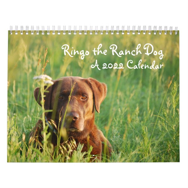 Ringo the Chocolate Labrador Calendar Kalender (Titelbild)