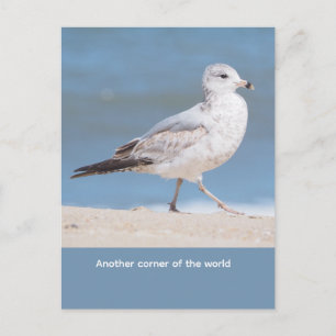 Ringschnabelmöwe Postkarte