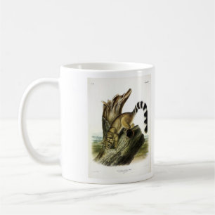Ringschwanz (Ringschwanzbassaris, Ringschwanzkatze Kaffeetasse